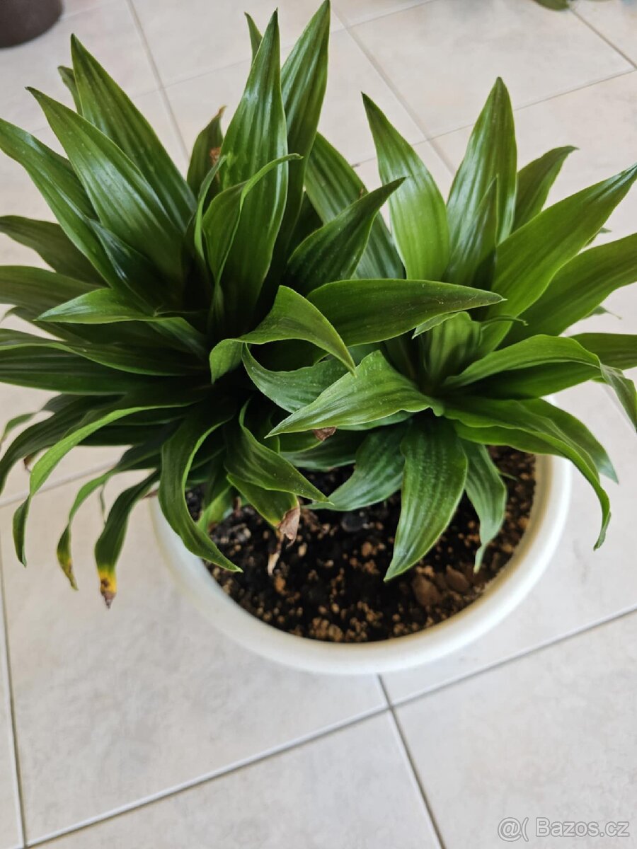Dracena compacta