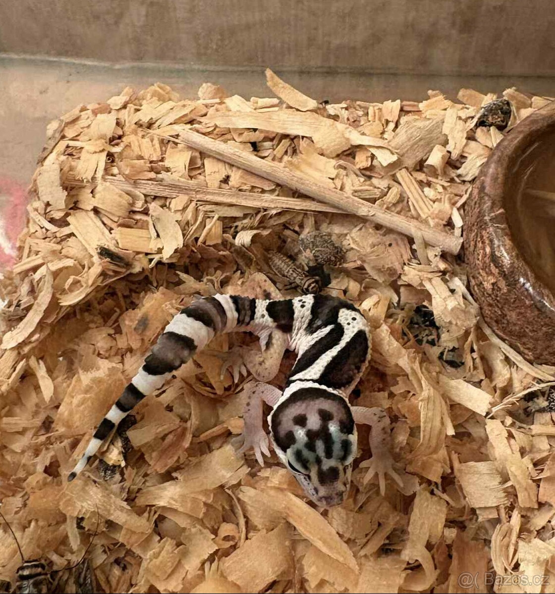 Atraktivní mládě gekončíka nočního – Morf Black & White / Hi