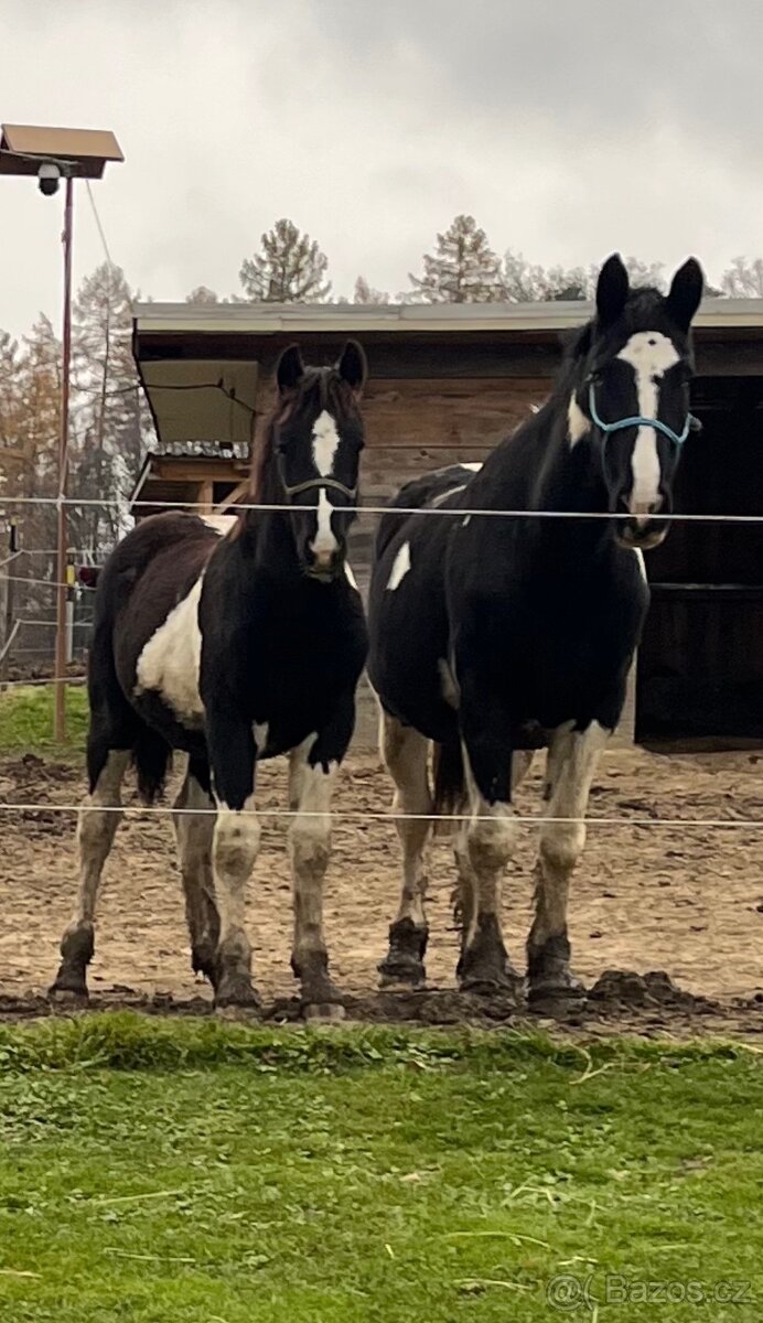 Barock Pinto X Welsh Cob D