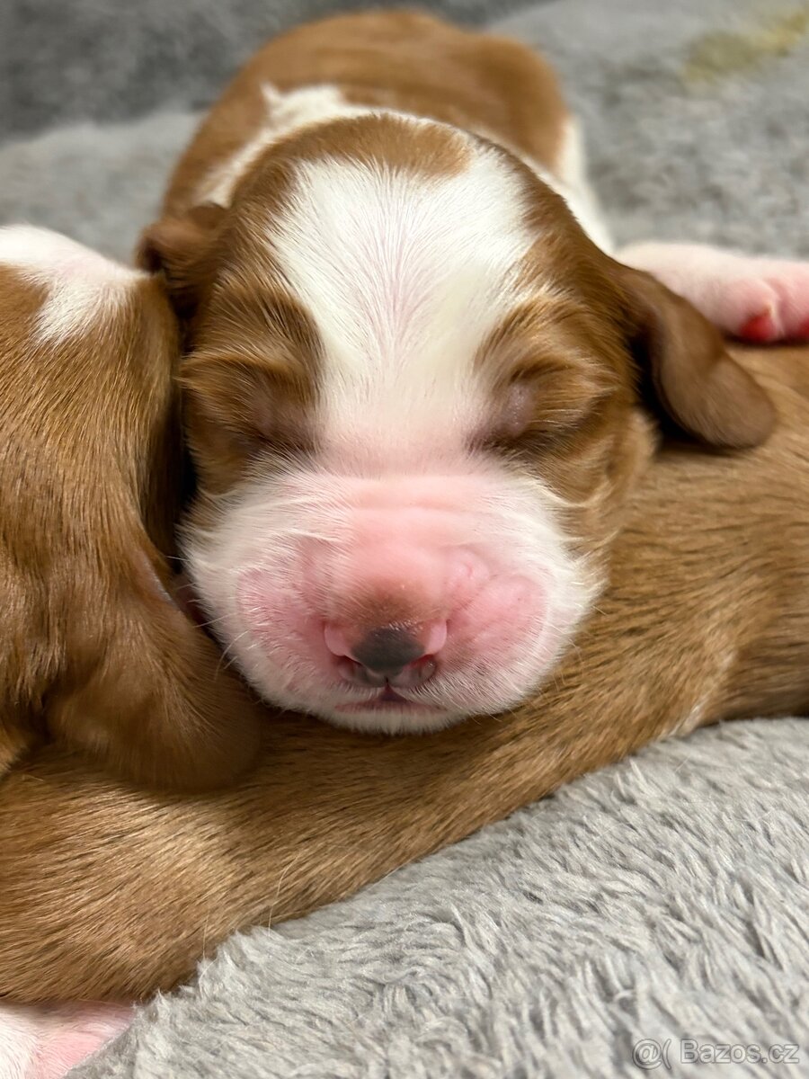 Nabízíme štěňátka velšského springer španěla