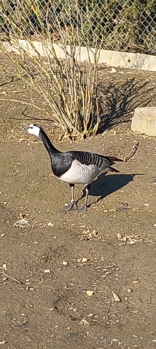 Berneška bělolící