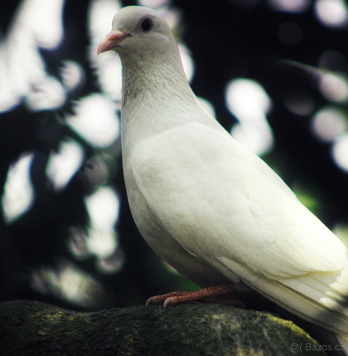 Poštovní holub bílý