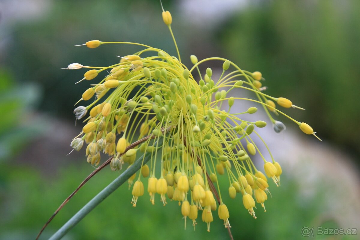 Česnek žlutý- Allium flavum 1g  50Kč