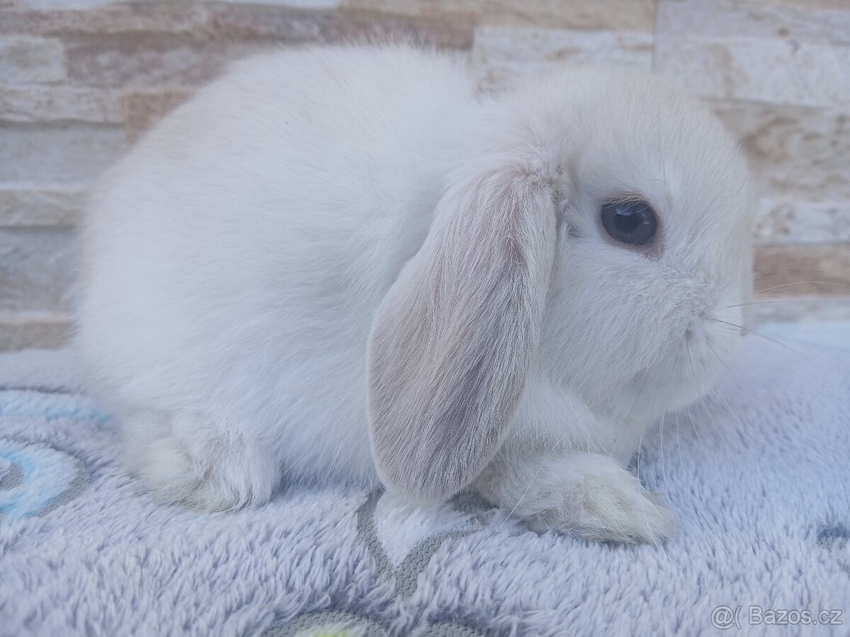 Minilop holčička