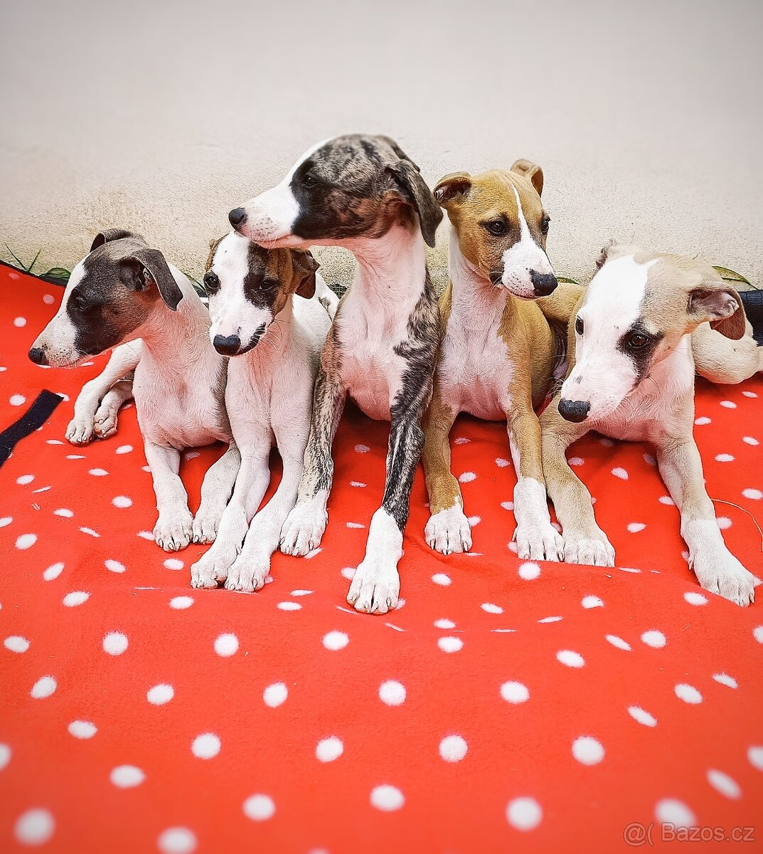Whippet s PP