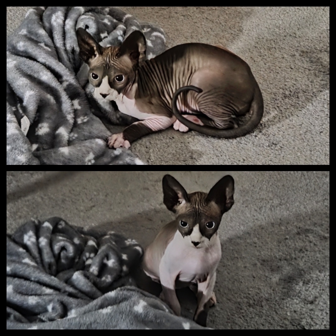 Sphynx