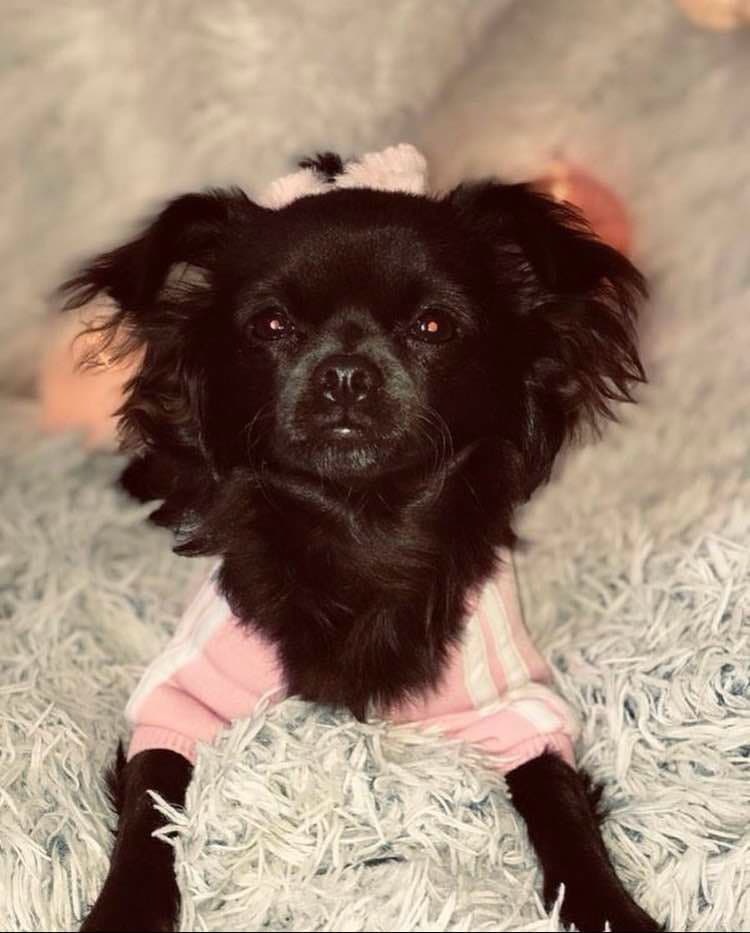 Nabízím čivavu ke krytí