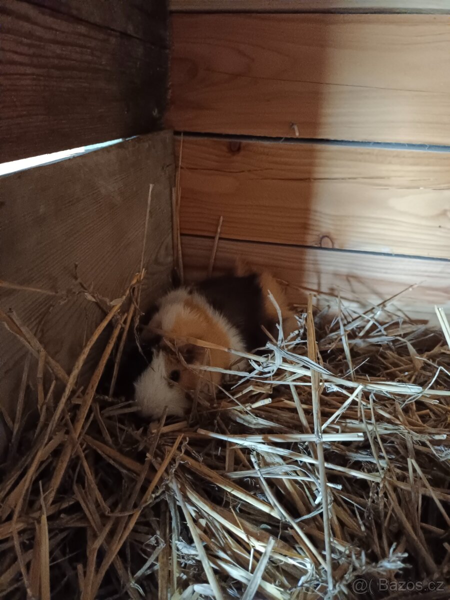 Morčata udělané spolu. Zdarma