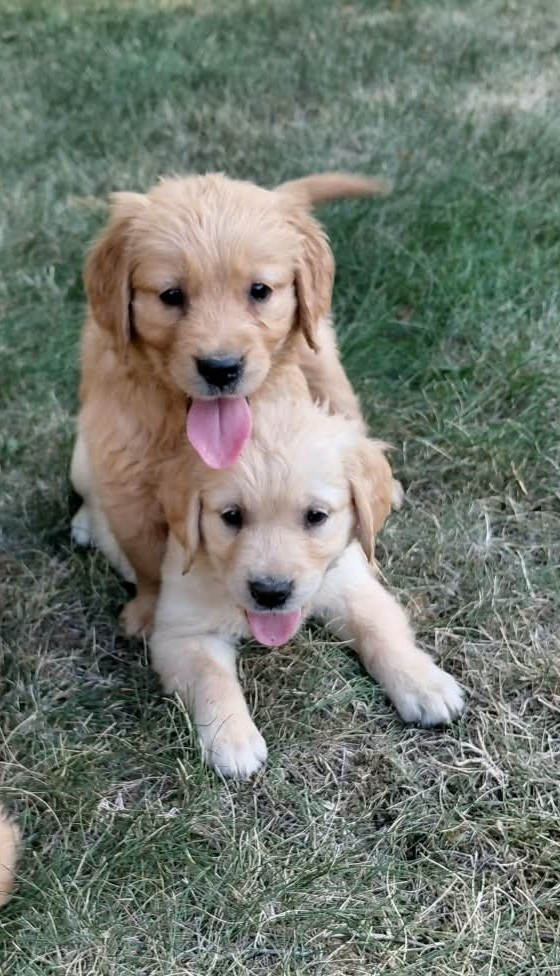 Zlatý retriever