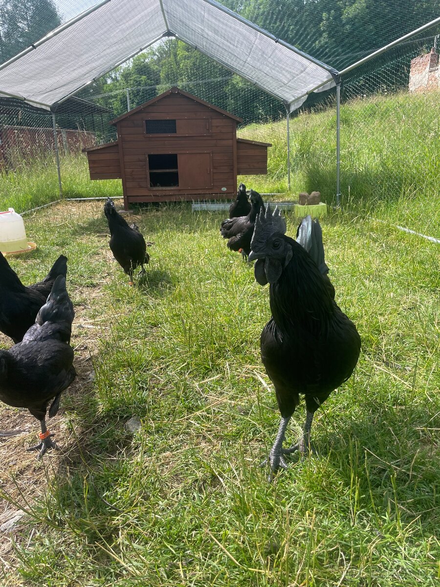 Ayam cemani - násadová vajíčka