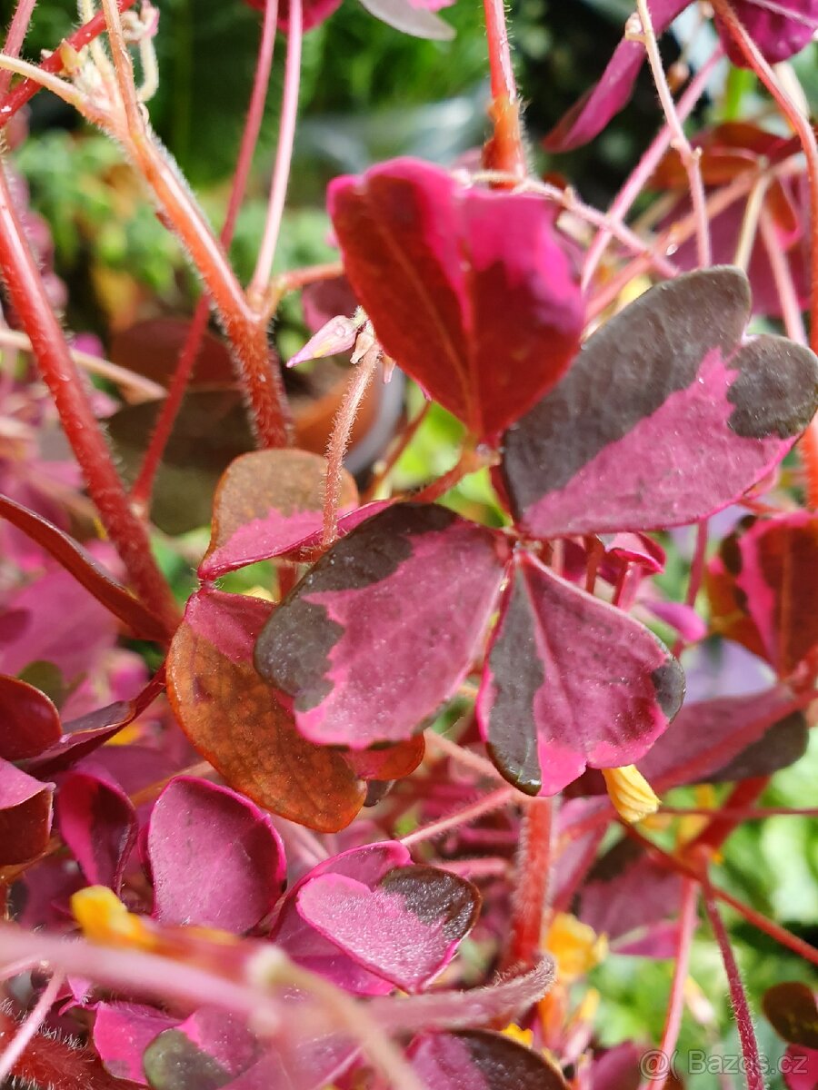 Oxalis plum crazy