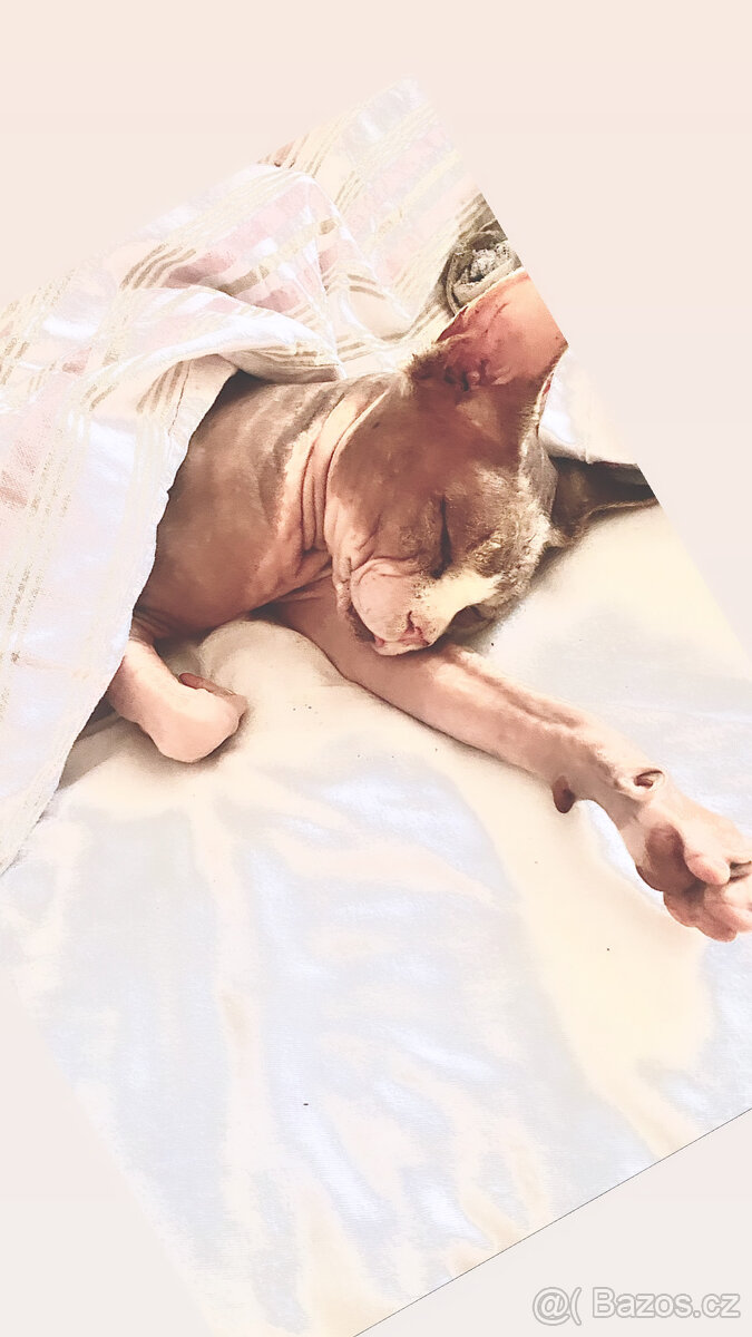 Kanandský sphynx, krytí