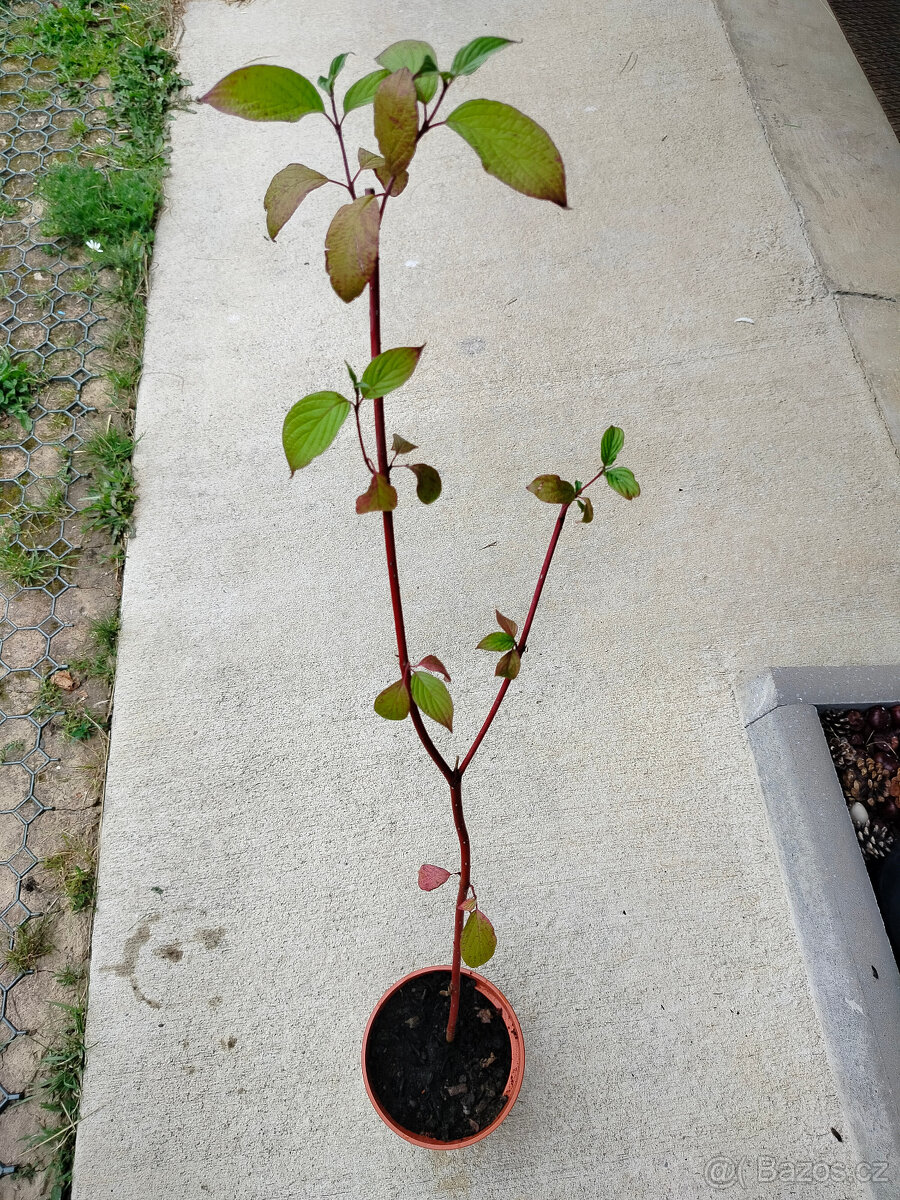 Prodám zakořeněný výhon Svídy krvavé (Cornus Sanguinea)
