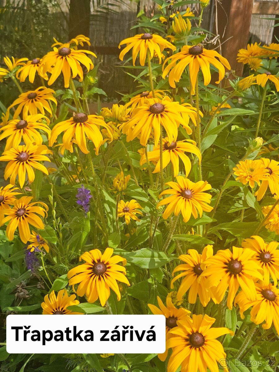 Přebytky ze zahrady