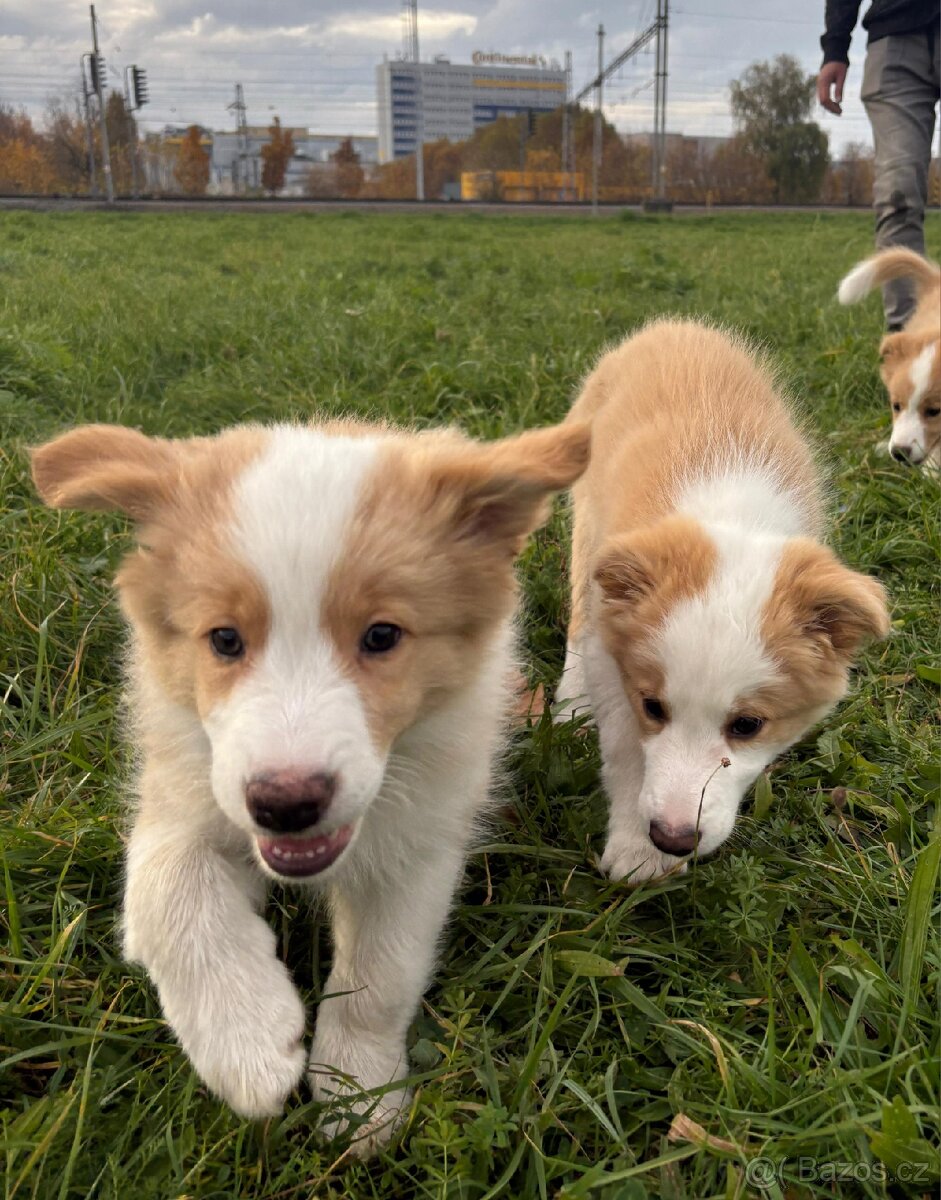 Štěňata border kolie bez PP