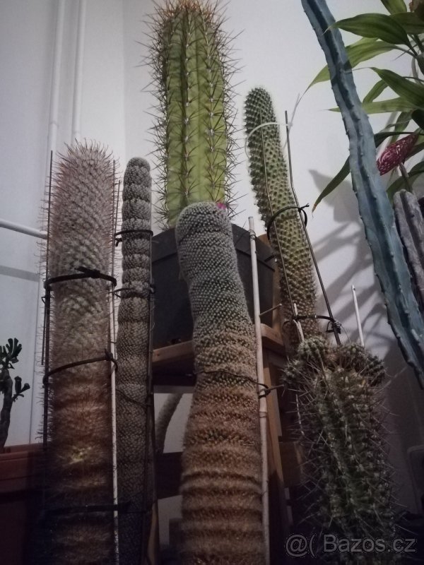 Koupím  velké KAKTUSY