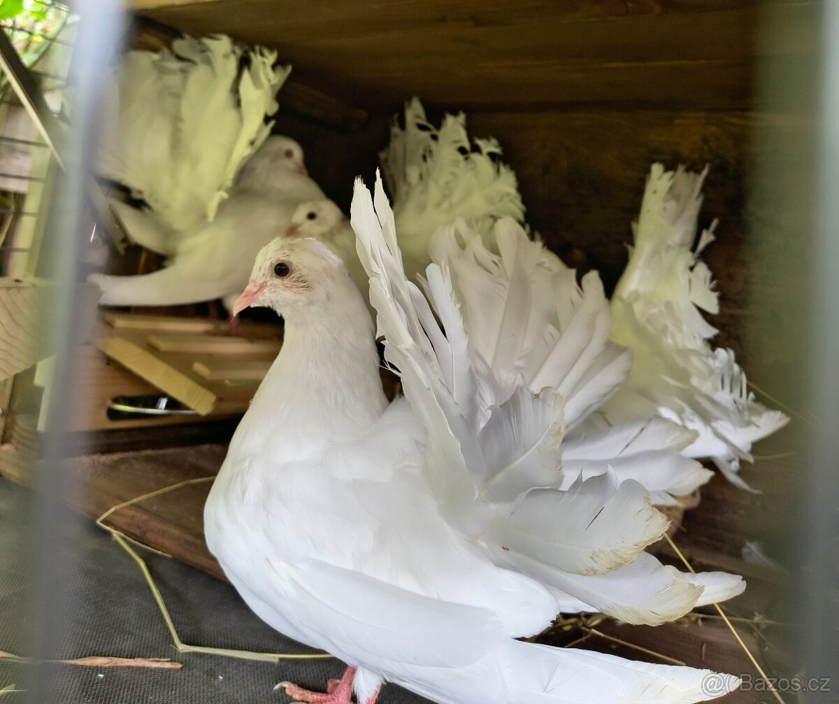 Prodám holuby Paviky