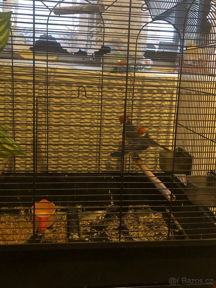 Cardinal