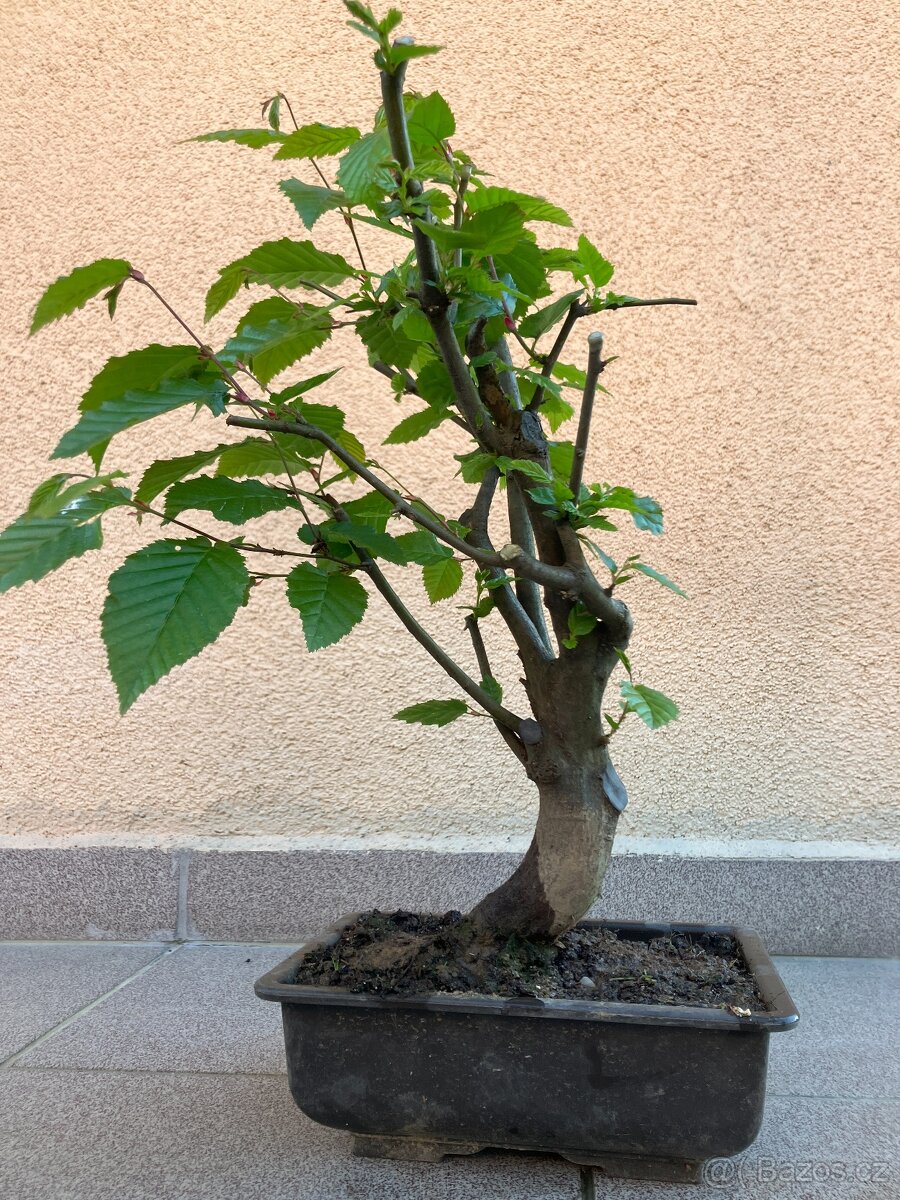 Bonsai, Bonsaj, jamadori, habr