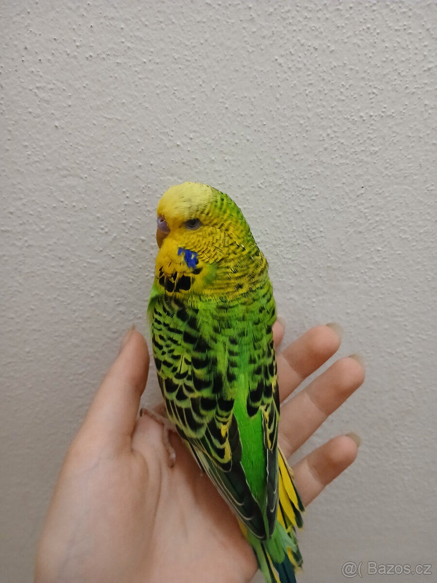 Andulka