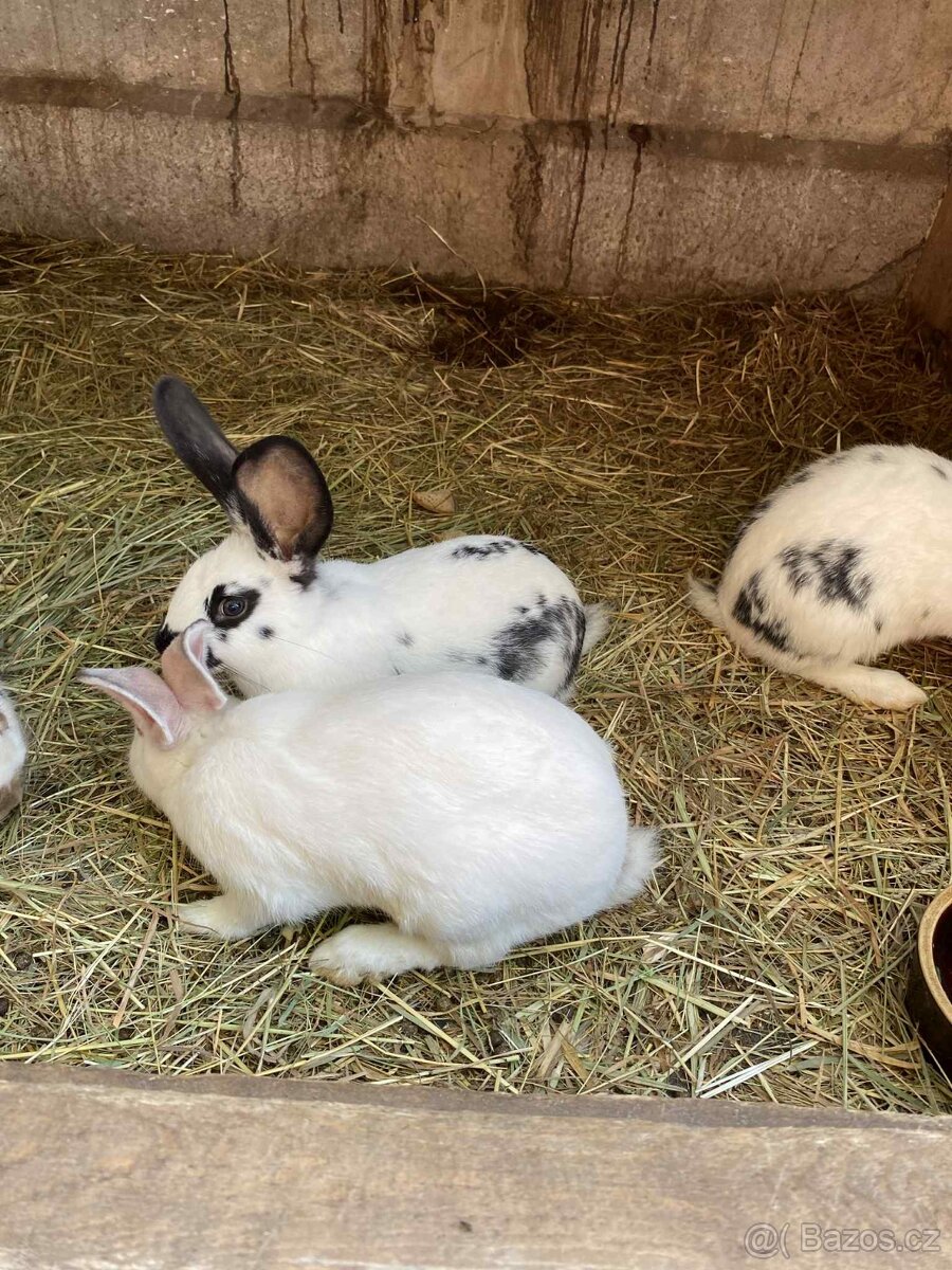 Králík