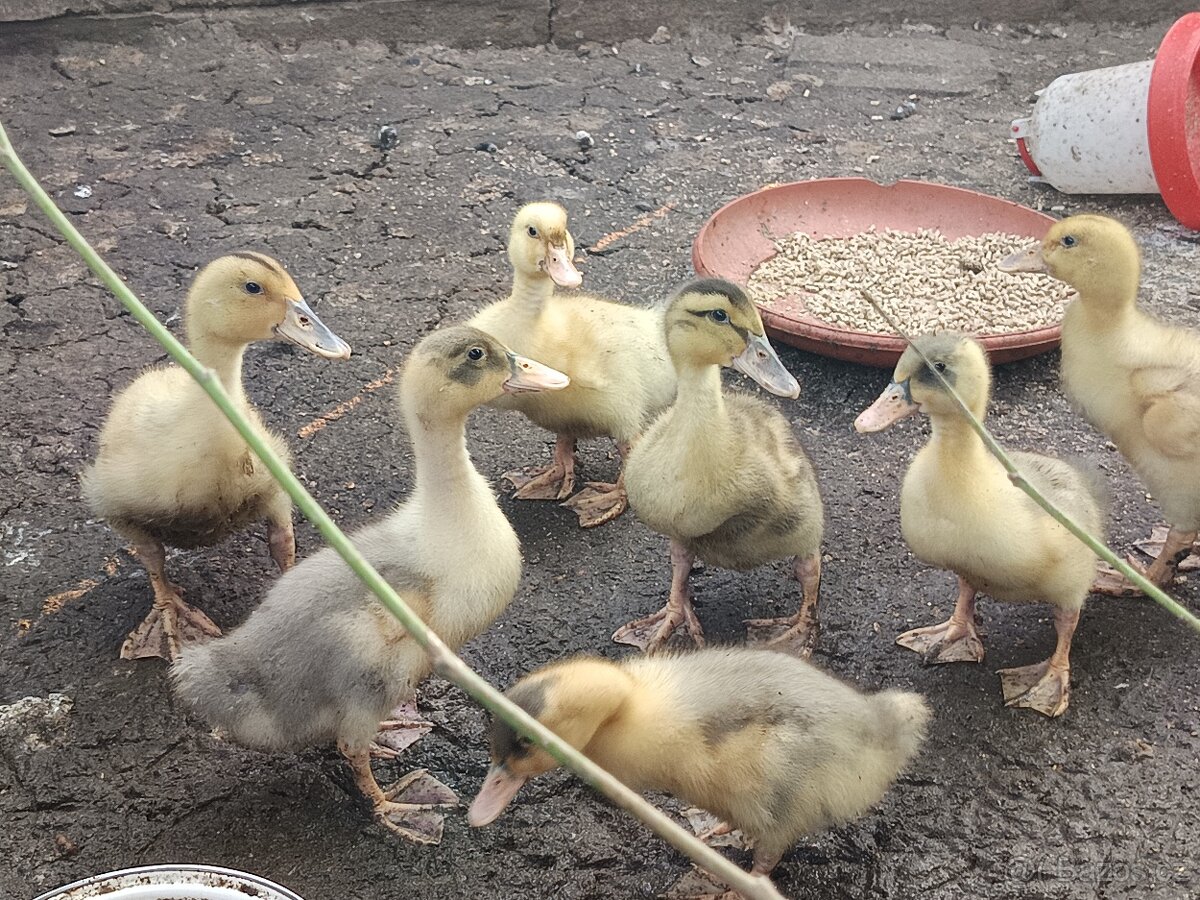 Káčata mixáčci ( pekingská x Saská)