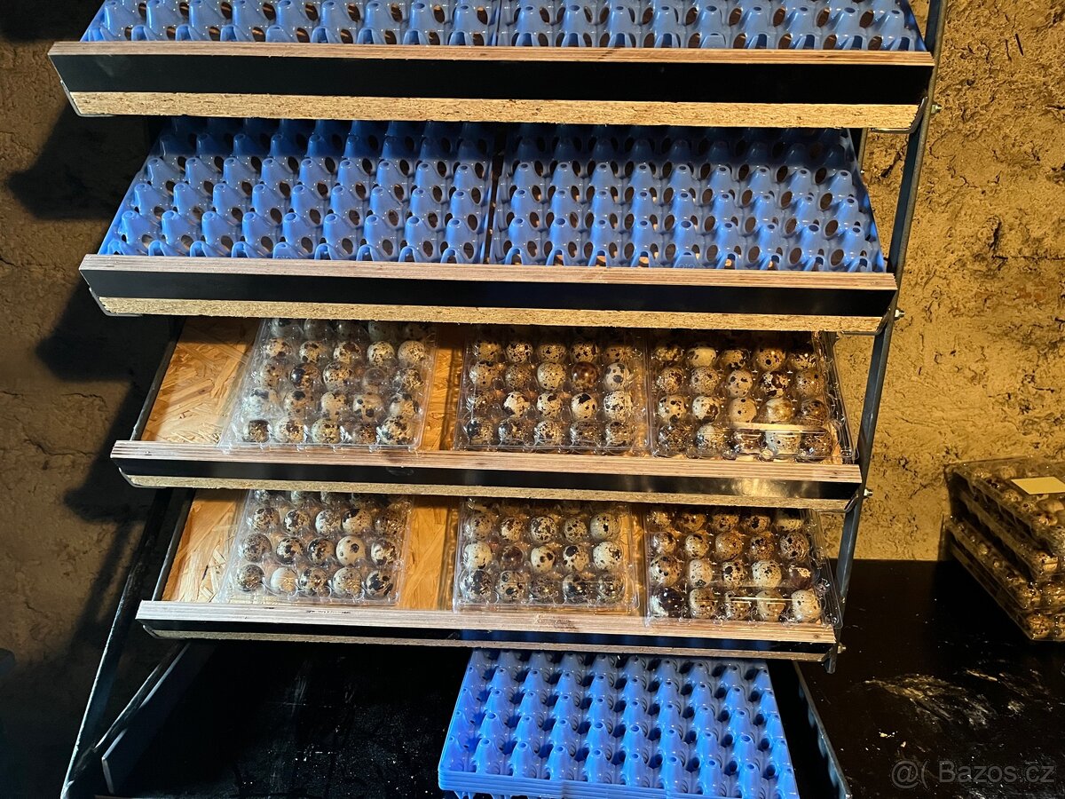 Křepelka násadová vejce