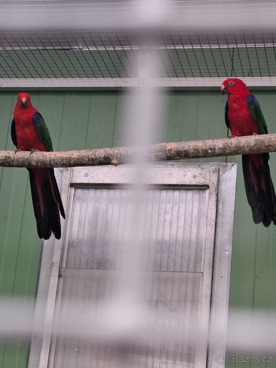 Papoušek Amboinský(amboines amboinensis)