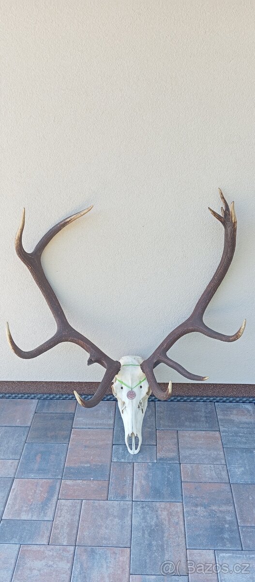 Trofej jelena, paroží