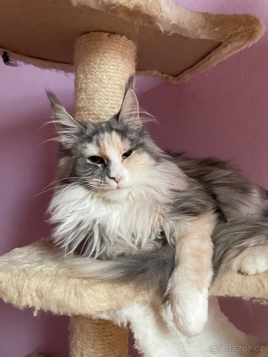 Mainská mývalí s pp