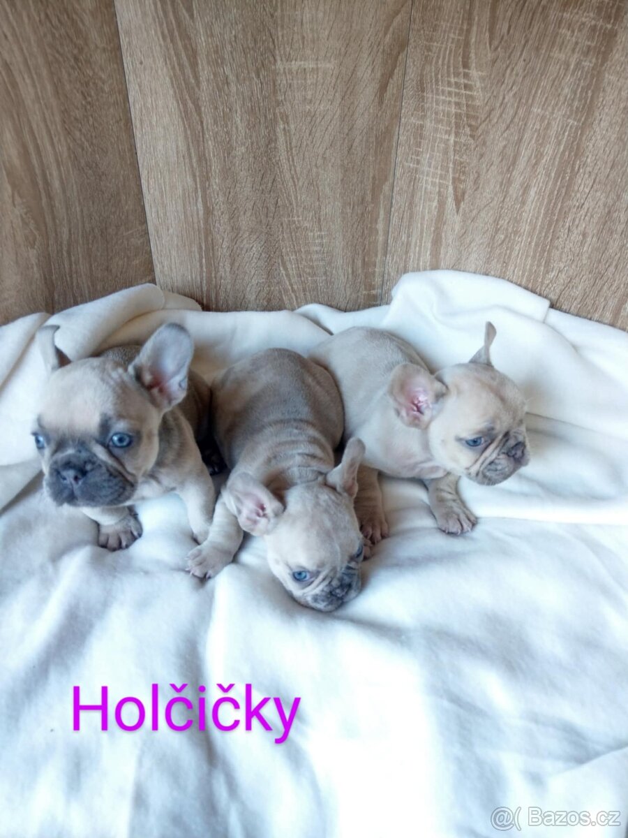 Francouzský buldoček
