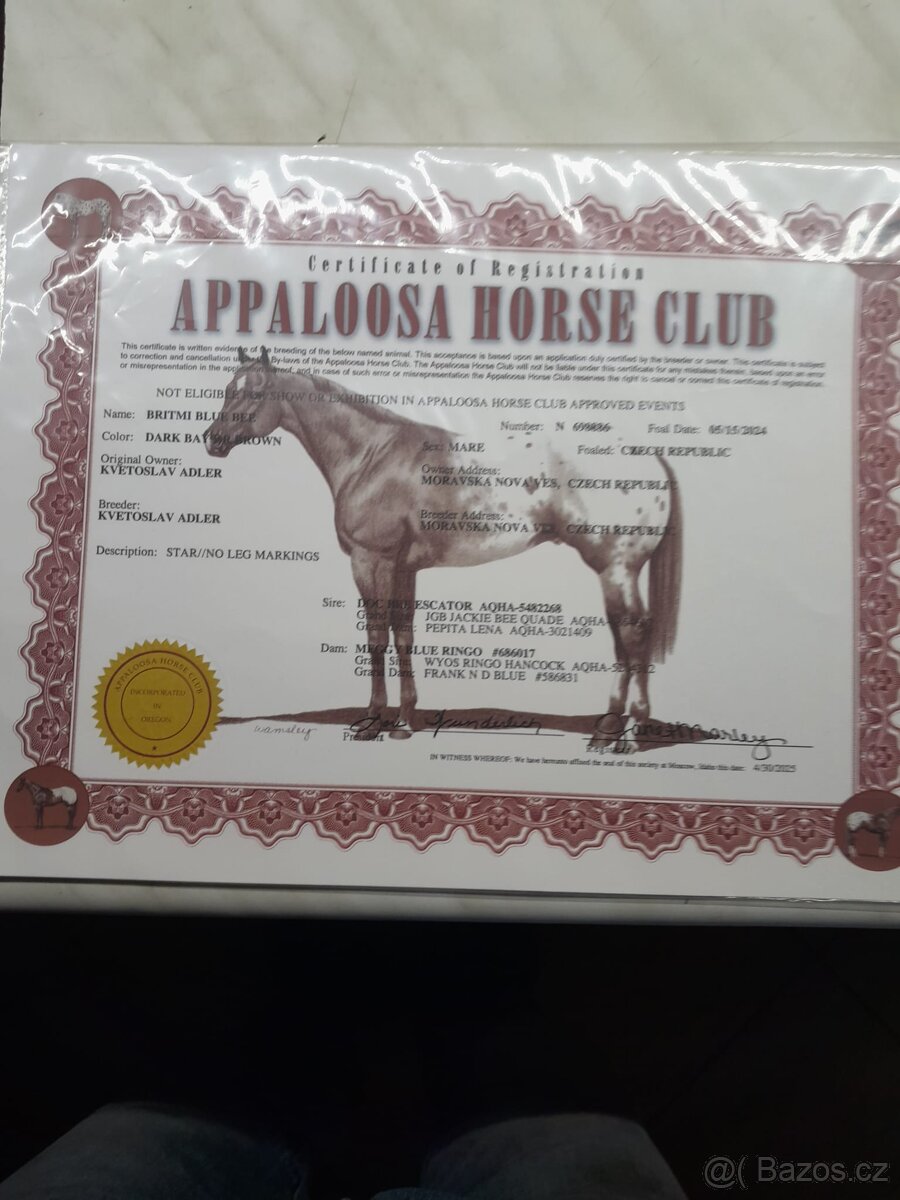 Appaloosa