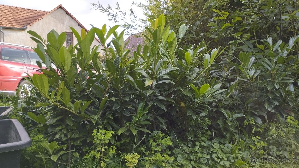 BOBKOVIŠEŇ - stále zelený plot