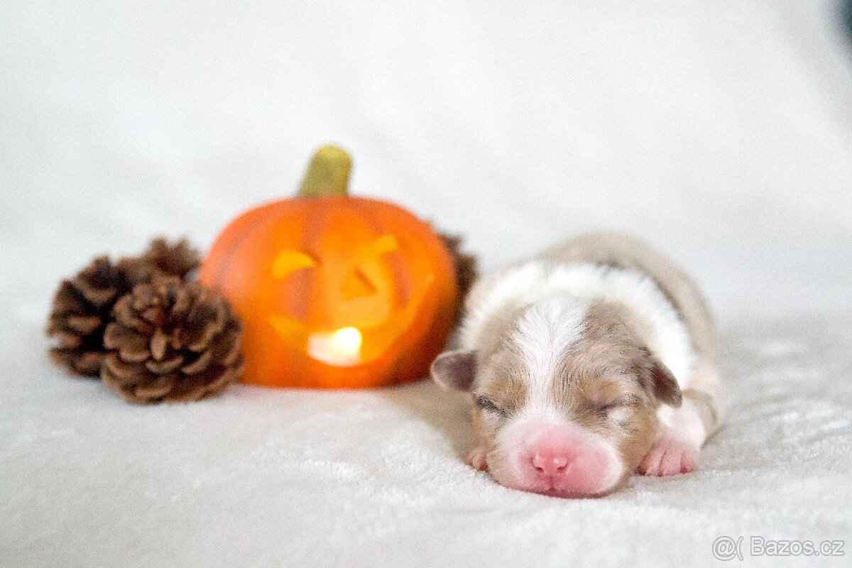 Miniaturní americký ovčák s PP