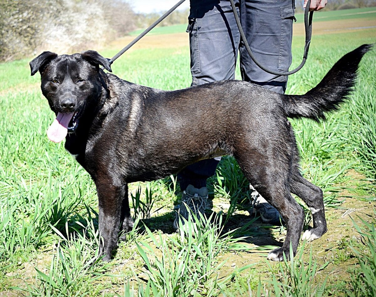 ALLEGRA K ADOPCI-3 ROKY, MILÁ,VDĚČNÁ,ODDANÁ