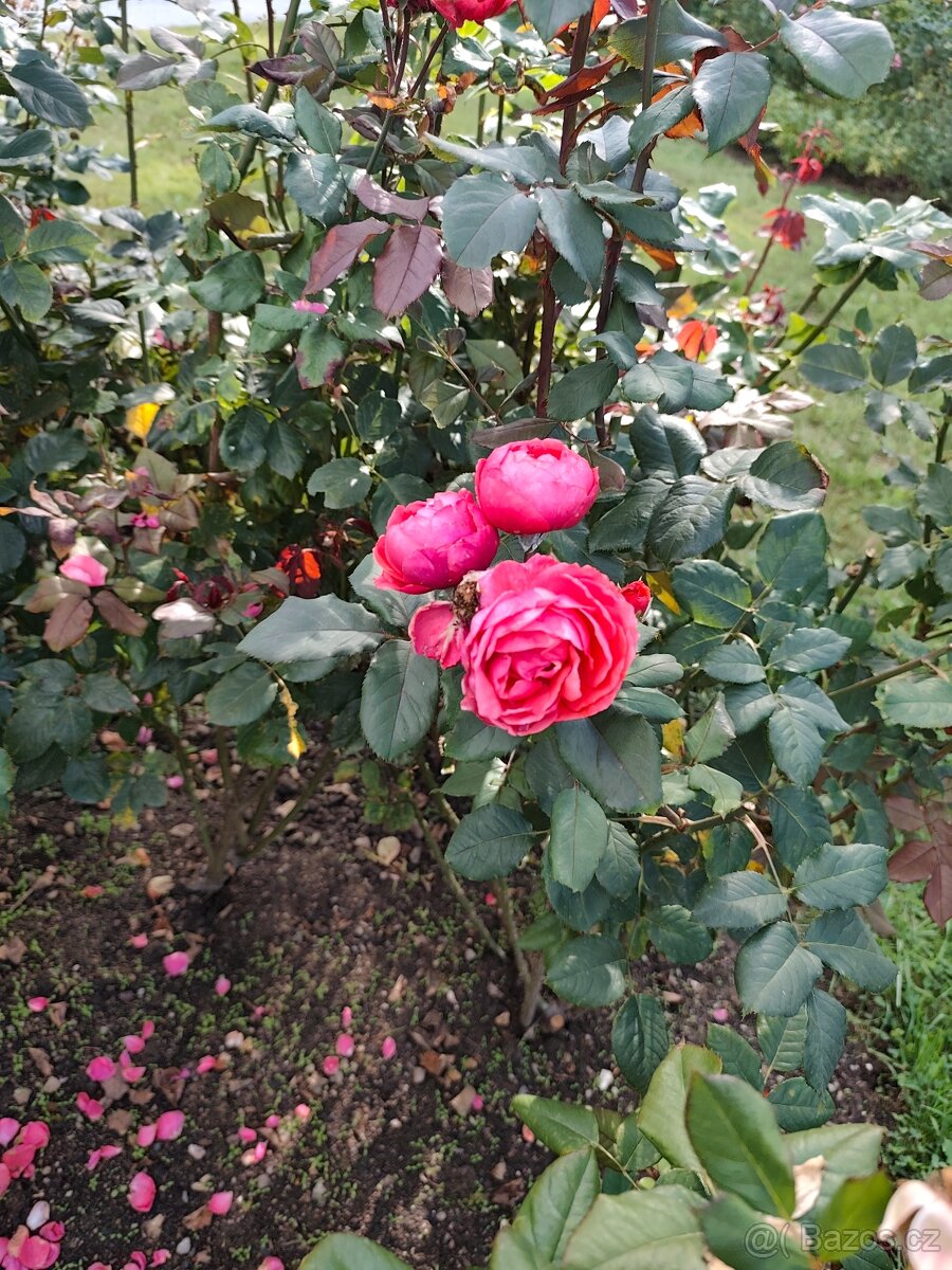 Hledá se hudebnice pro vztah