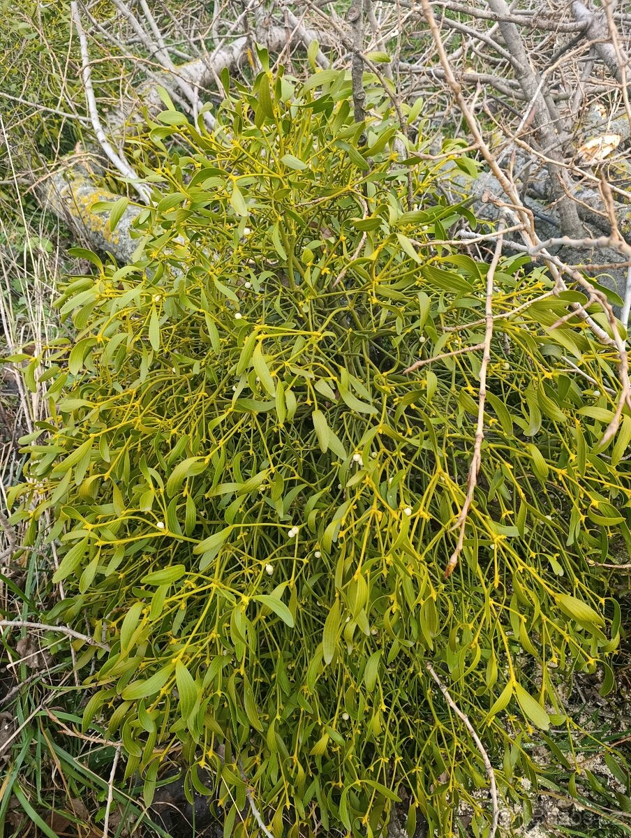 Jmelí chomáče čerstvé