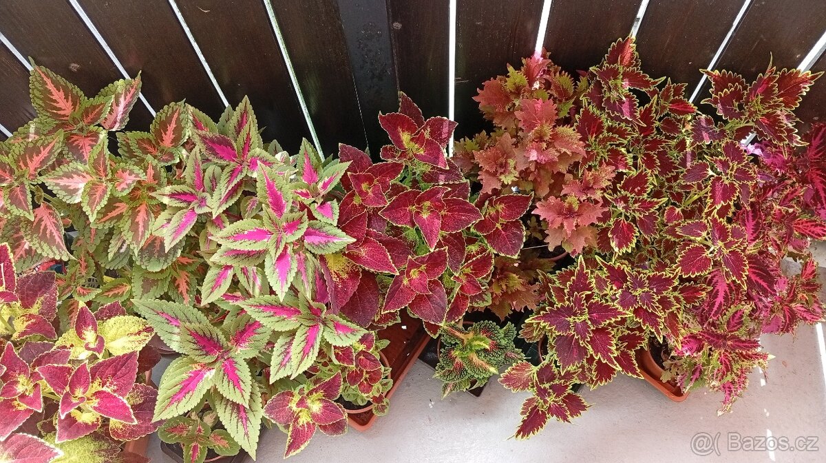 Africká barevná okrasná kopřiva - coleus