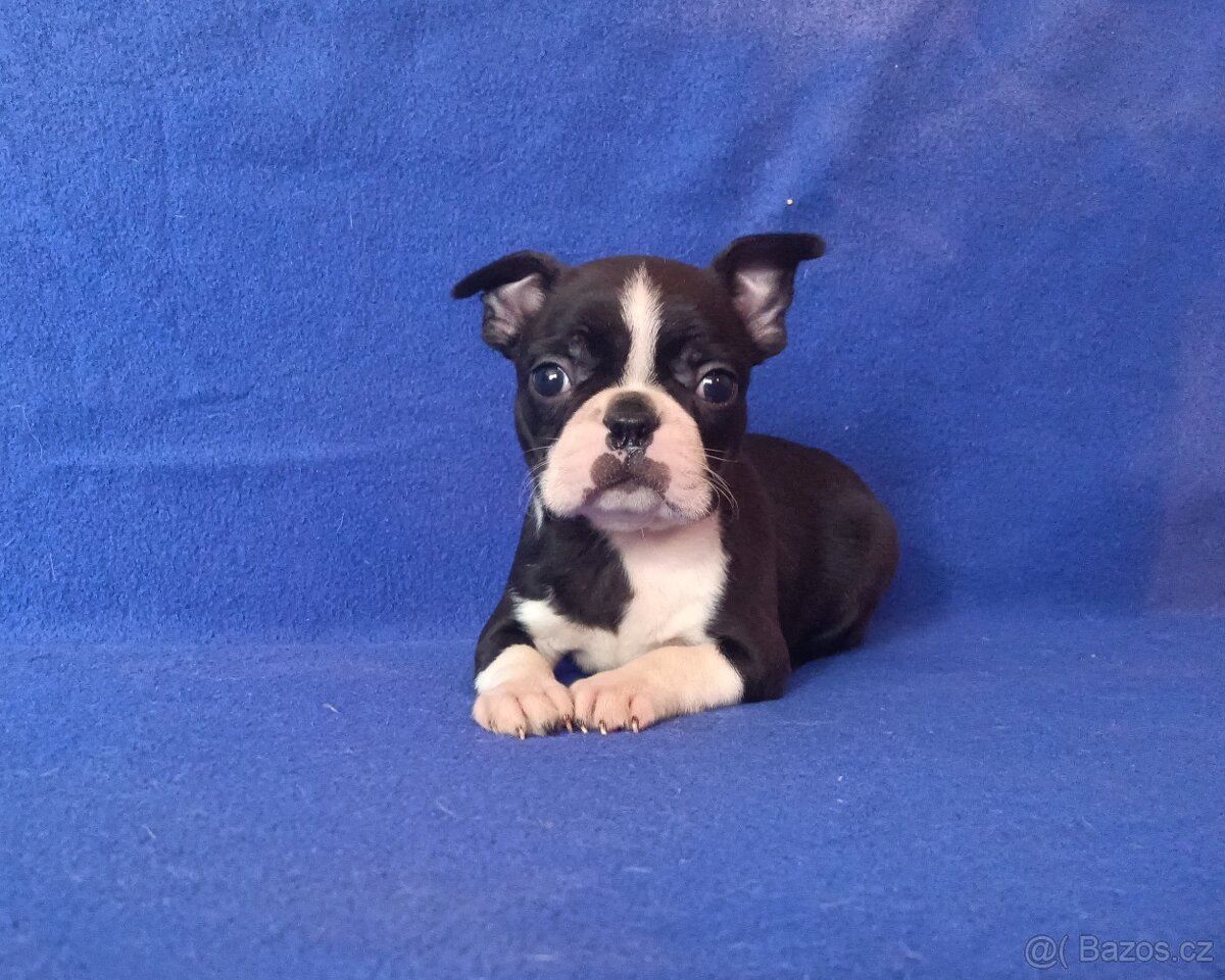Bostonský terier - štěňátka bez pp