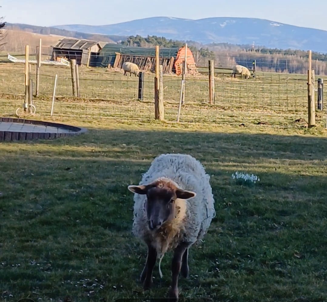 Beránek