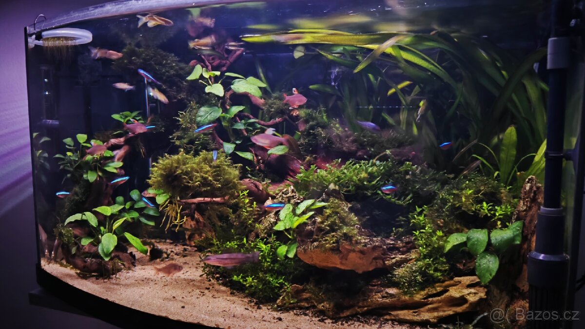 Akvárium 60l zaoblené.