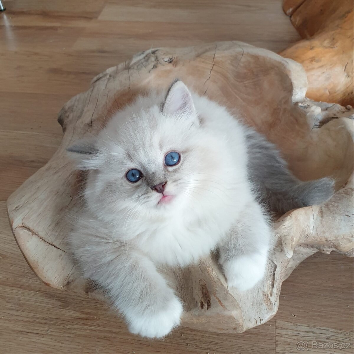 Ragdoll kocourek s PP, blue lynx mitted.