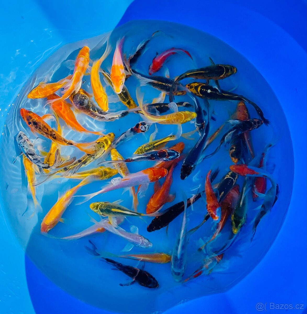 Koi butterfly