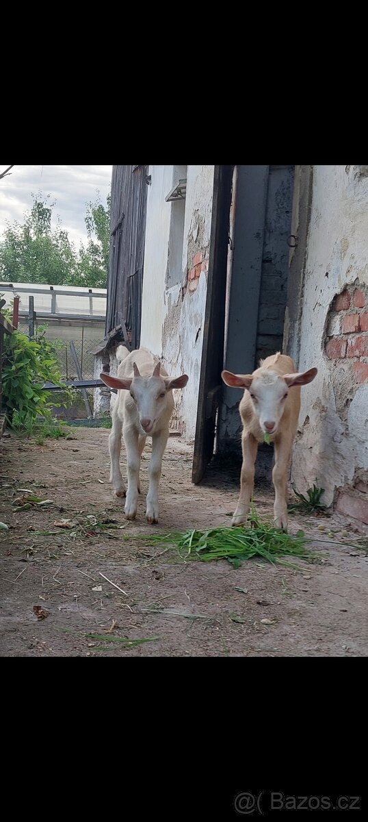 Letošní kozičky