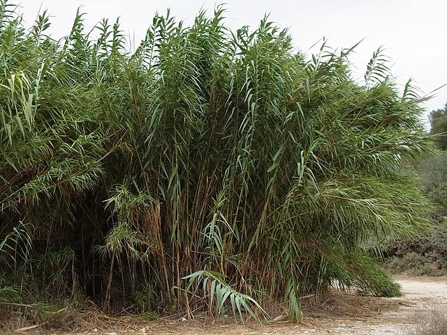 Arundo donax (trst rakosovita) dorusta 6m