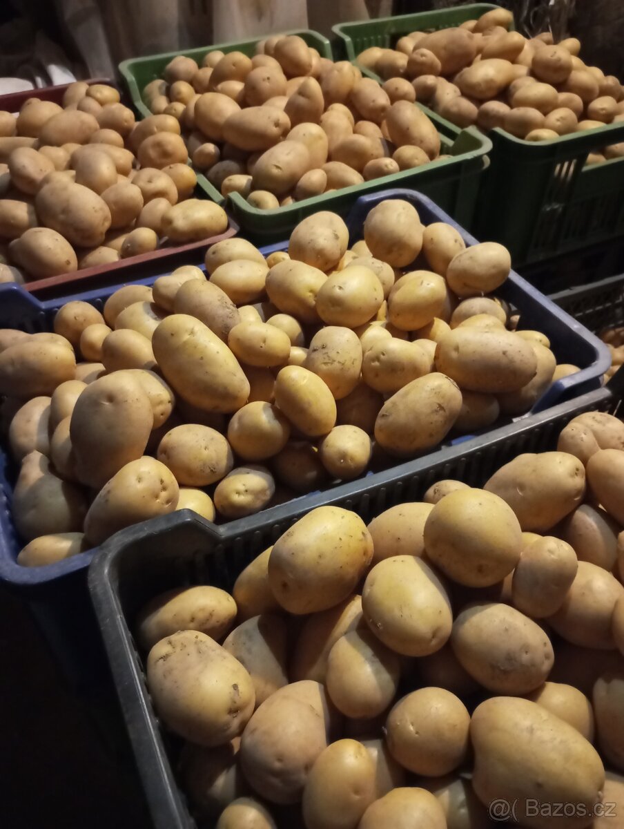 Brambory uskladnění,konzum, rajčata ringle, cukety, rajčata