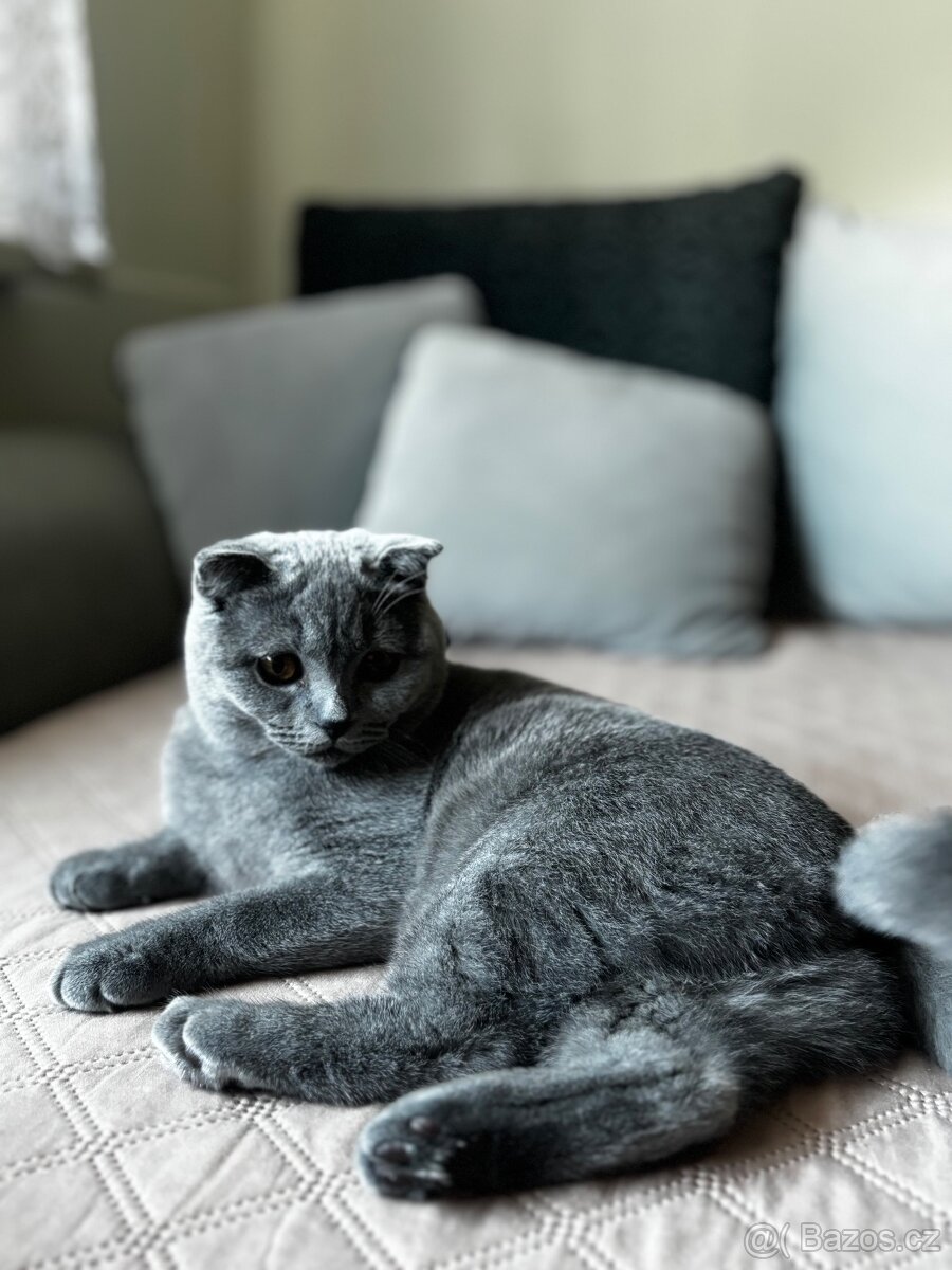 Skotská klapouchá kočka