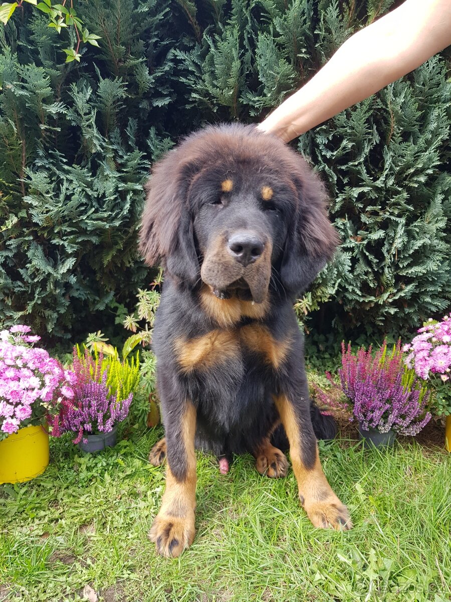 Tibetská doga pejsek s PP