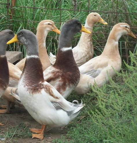 Kachna pižmová, kachna saská