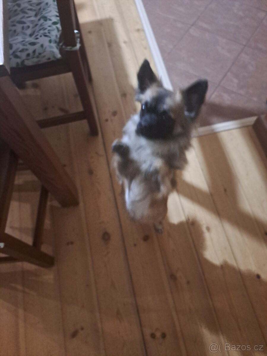 Čivava krizena s joksirem